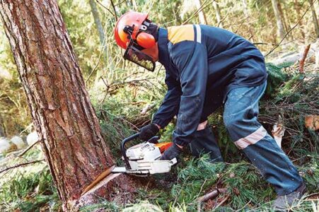 How to Choose and Maintain Your Homestead Chainsaw Image